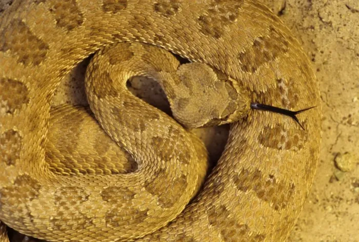 Framed Print : Prairie Rattlesnake - Colorado Framed Print : Prairie Rattlesnake - Colorado