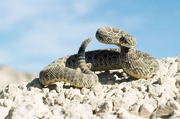 Prairie Rattlesnake Colorado, USA