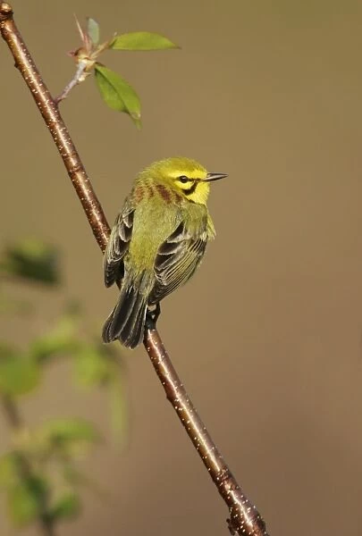 Prairie Warbler - on territory Connecticut. USA