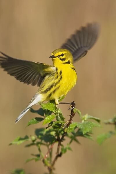 Prairie Warbler - with wings spread - May - CT - USA