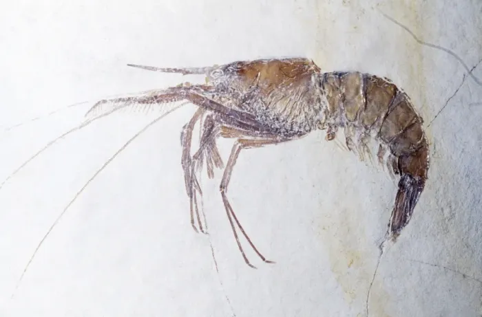 Framed Print : Prawn Fossil - Juressic Period Soinhofen, Germany