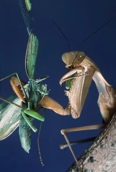 Praying Mantis - eating male after mating. Europe