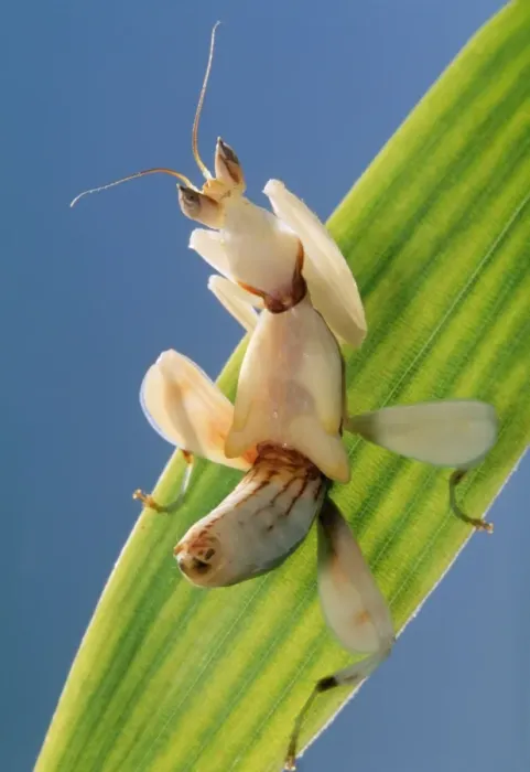 Framed Print : Praying Mantis - juvenile Framed Print : Praying Mantis - juvenile