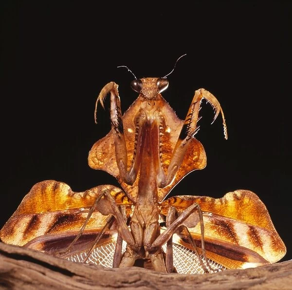 Praying Mantis - threat display