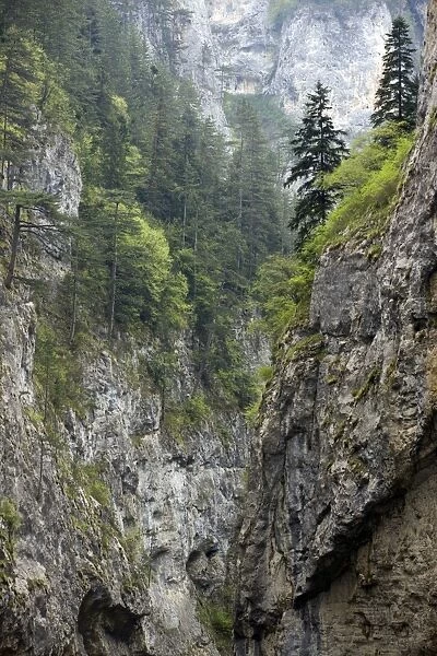 Precipitous limestone cliffs - with spruces trees on a misty day in the Trigrad gorge - Rhodopi Mountains - Bulgaria