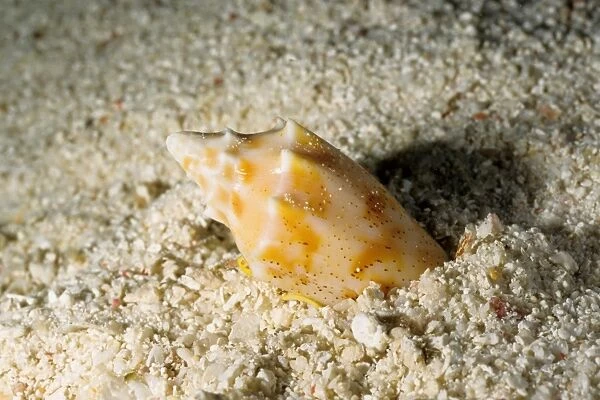 The predatory snail, known as a volute, (Cymbiola sp) is burying itself in the sand, perhaps to avoid predators. Great Barrier Reef Marine Park, Queensland, Australia