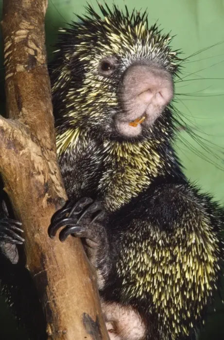 Framed Print : Prehensile-tailed Porcupine