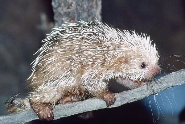Prehensile-tailed Porcupine Rainforests of Mexico