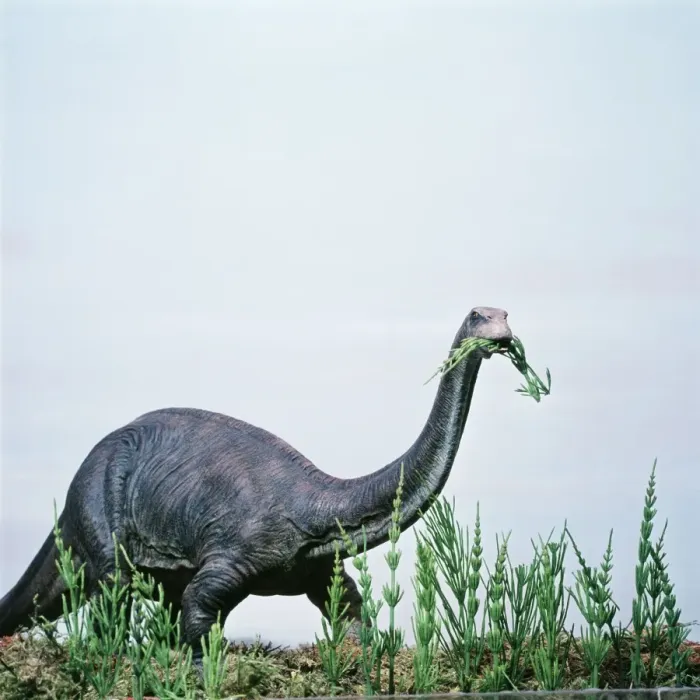 Framed Print : Prehistoric Reconstruction AH 57 Brontosaurus / Apatosaurus 65 ft long, Jurassic period, Sauropod. © Arthur Hayward / ardea. com Framed Print : Prehistoric Reconstruction AH 57 Brontosaurus / Apatosaurus 65 ft long, Jurassic period, Sauropod. © Arthur Hayward / ardea. com