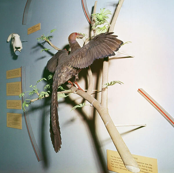 Prehistoric Reconstruction - Archaeopteryx