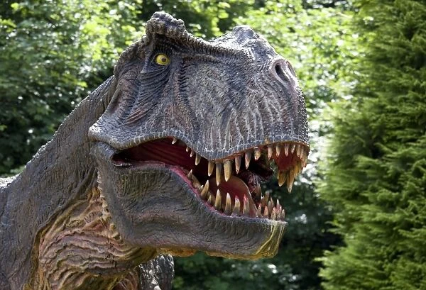 Prehistoric Reconstruction - close up head of Tyrannosaurus Rex - an extinct carnivorous therpod - Wildlife Park - Combe Martin - Devon - UK