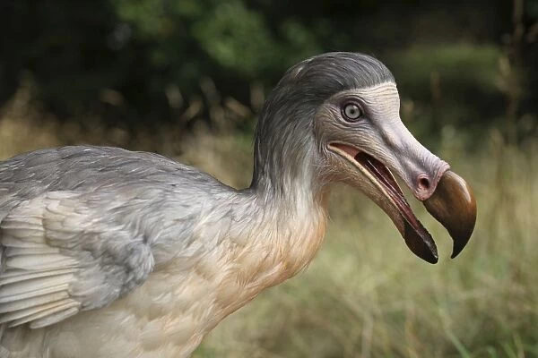 Prehistoric Reconstruction: Dodo
