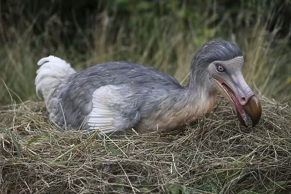 Prehistoric Reconstruction: Dodo - on nest