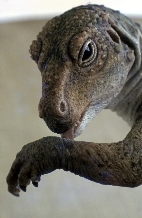 Framed Print : Prehistoric Reconstruction: Hetrodontosaurus cleaning front limb Framed Print : Prehistoric Reconstruction: Hetrodontosaurus cleaning front limb