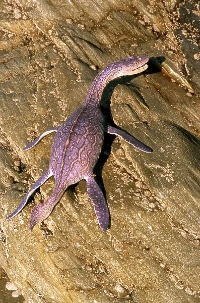 Prehistoric Reconstruction: Plesiosaurus macrocephalus - Immature specimen basking on rocks