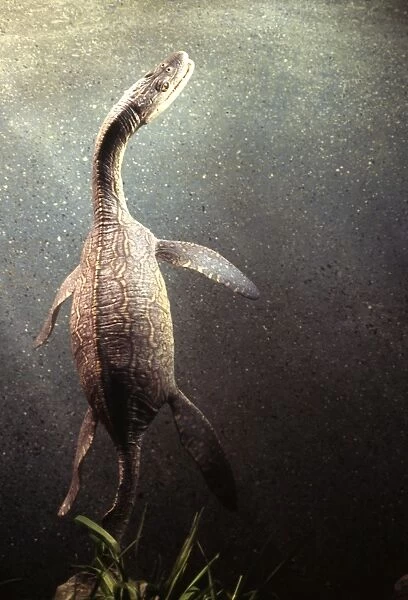 Prehistoric Reconstruction: Plesiosaurus macrocephalus - Adult swimming -Lower Lias of Lyme Regis - Jurassic