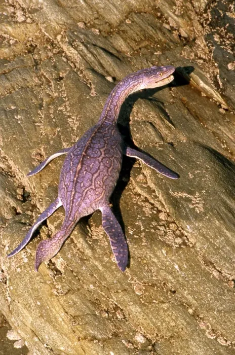 Framed Print : Prehistoric Reconstruction: Plesiosaurus macrocephalus - Immature specimen basking on rocks Framed Print : Prehistoric Reconstruction: Plesiosaurus macrocephalus - Immature specimen basking on rocks