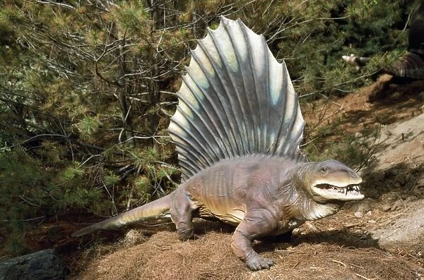 Prehistoric Reconstruction - pre-dinosaur dimetrodon - height 4ft - length 8ft - weight 150lb - Texas - USA