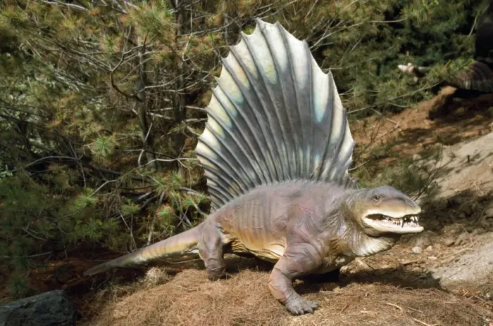 Framed Print : Prehistoric Reconstruction - pre-dinosaur dimetrodon - height 4ft - length 8ft - weight 150lb - Texas - USA Framed Print : Prehistoric Reconstruction - pre-dinosaur dimetrodon - height 4ft - length 8ft - weight 150lb - Texas - USA