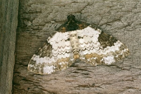 Pretty Chalk Carpet Moth DWG 203 Melanthia procellata © D W Greenslade  /  ARDEA LONDON