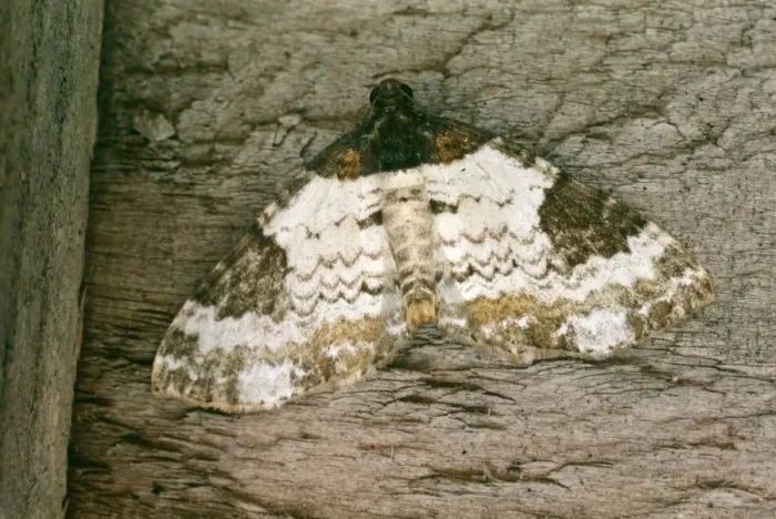 Framed Print : Pretty Chalk Carpet Moth DWG 203 Melanthia procellata © D W Greenslade / ARDEA LONDON Framed Print : Pretty Chalk Carpet Moth DWG 203 Melanthia procellata © D W Greenslade / ARDEA LONDON