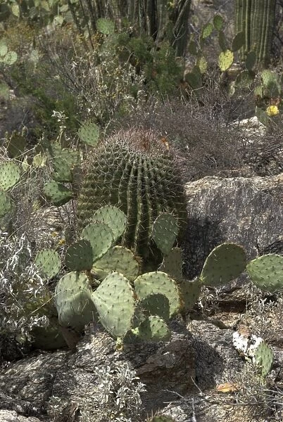 Prickly Pear and Barrel Cacti species Saguaro National Park, Arizona