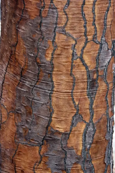 Framed Print : Prickly pear Cactus - close-up of trunk. Santa Fe Island - Galapagos Islands Framed Print : Prickly pear Cactus - close-up of trunk. Santa Fe Island - Galapagos Islands