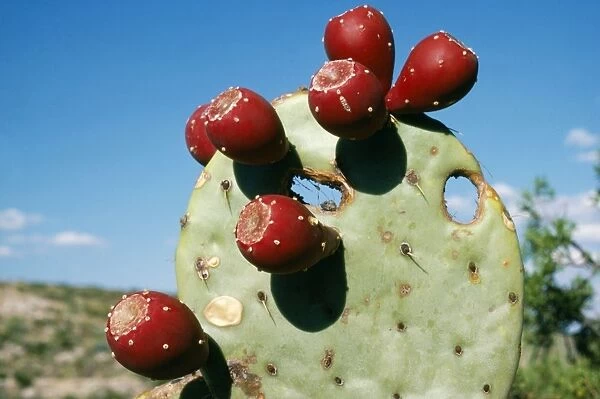 Prickly Pear Cactus With fruits