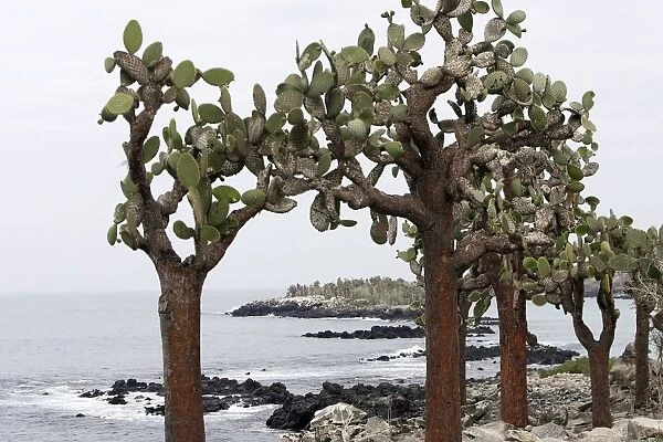 Prickly pear Cactus. Santa Cruz Island - Cerro Dragon - Galapagos Islands
