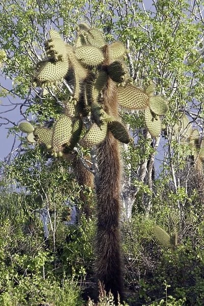 Prickly pear Cactus. Santa Cruz Island - Cerro Dragon - Galapagos Islands
