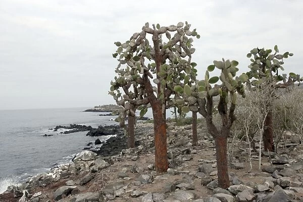 Prickly Pear Cactus. Santa Fe Island. Cerro Dragon. Galapagos Islands