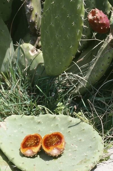 Prickly Pear Cactus - showing fruit in section