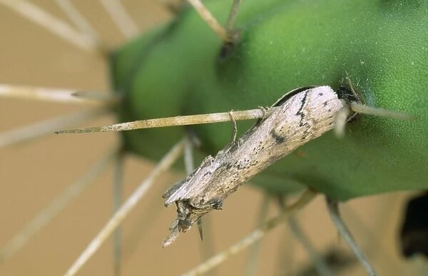 Prickly Pear Moth