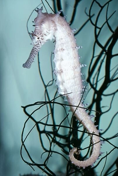 Prickly Seahorse KEL 842 Gulf of Thailand, Indo-Pacific Hippocampus histrix © Ken Lucas  /  ARDEA LONDON