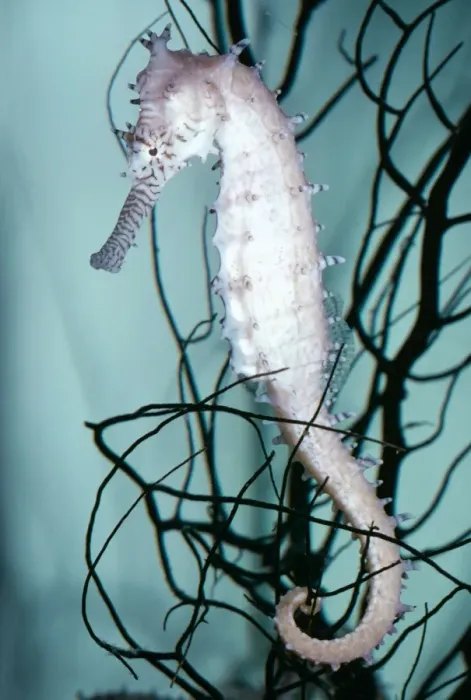 Framed Print : Prickly Seahorse KEL 842 Gulf of Thailand, Indo-Pacific Hippocampus histrix © Ken Lucas / ARDEA LONDON Framed Print : Prickly Seahorse KEL 842 Gulf of Thailand, Indo-Pacific Hippocampus histrix © Ken Lucas / ARDEA LONDON