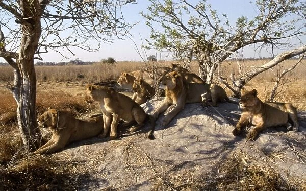 Pride of Lions CRH 900 Scanning for prey from termite mound - Moremi, Botswana. Panthera leo © Chris Harvey  /  ARDEA LONDON