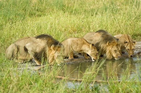 Pride of lions - drinking at artificial waterhole - Kalahari - Botswana