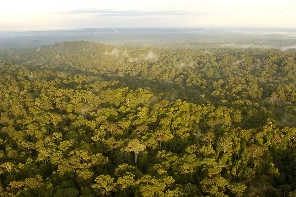 Primary rainforest at dawn, a view from a helicopter, typical; Sepilok area, Sabah, Borneo, Malaysia; June Ma39. 3079