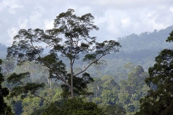 Primary rainforest on hill-slopes in river Danum conservation area, Sabah, Borneo, Malaysia; June. Ma39. 3344