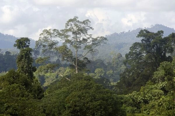 Primary rainforest on hill-slopes in river Danum conservation area, Sabah, Borneo, Malaysia; June. Ma39. 3345