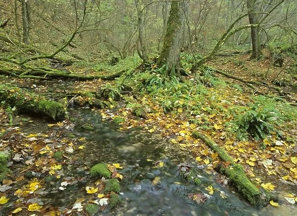 primeval forest in autumn gorge with brook and moss-coverd logs and trees Baden-Wuerttemberg, Germany