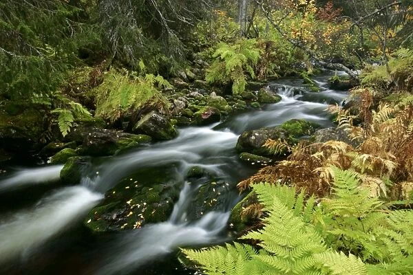 Primeval forest with brook in autumn Fulufjaellet National Park, Dalarna region, Sweden