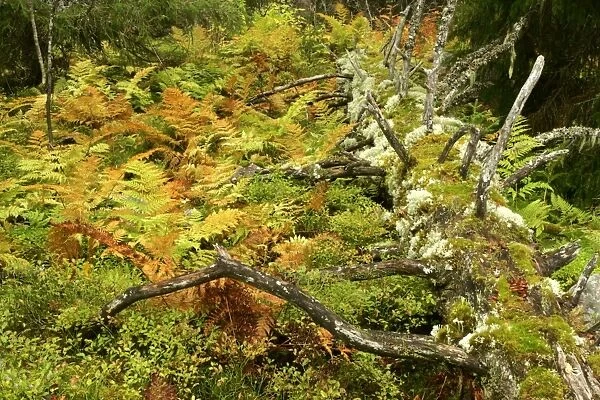 Primeval forest with multicoloured ferns and rotting log Fulufjaellet National Park, Dalarna region, Sweden