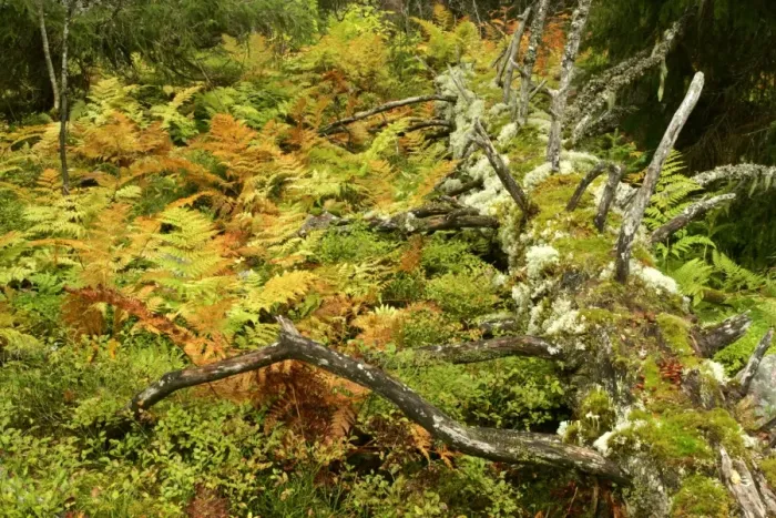 Framed Print : Primeval forest with multicoloured ferns and rotting log Fulufjaellet National Park, Dalarna region, Sweden Framed Print : Primeval forest with multicoloured ferns and rotting log Fulufjaellet National Park, Dalarna region, Sweden