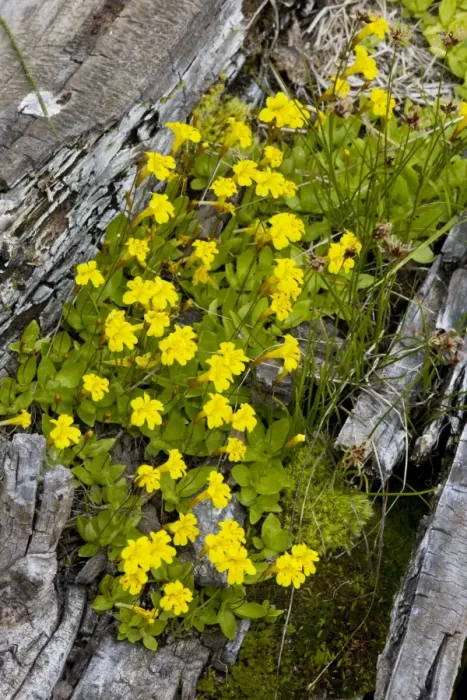 Framed Print : Primrose Monkey-flower (Mimulus primuloides) in mass, Mount Lassen National Park, California Framed Print : Primrose Monkey-flower (Mimulus primuloides) in mass, Mount Lassen National Park, California