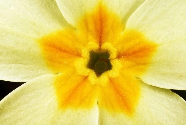 Primrose - yellow flower centre close-up