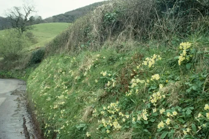 Framed Print : Primroses on Exmoor laneside Nr. Selworthy Framed Print : Primroses on Exmoor laneside Nr. Selworthy