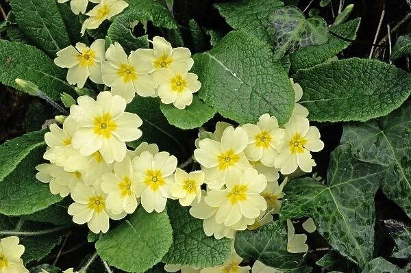 Primroses - Spring, Dorest hedgebank, UK