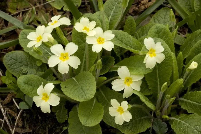 Framed Print : Primroses in spring, Primula vulgaris Framed Print : Primroses in spring, Primula vulgaris