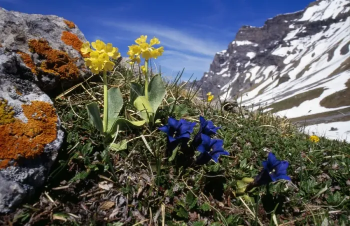 Framed Print : Primula auricula - & Gentiana kochiana Swiss Alps Framed Print : Primula auricula - & Gentiana kochiana Swiss Alps